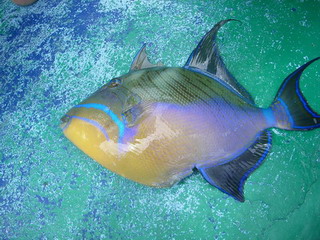 Triggerfish (en) Baliste (fr) Sobaco (cu)